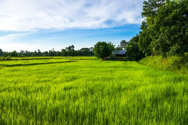 Los campos de arroz en el noreste de Tailandia . Imagen De Stock