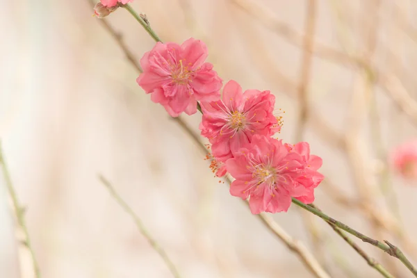 Sakurarosa blomsterårgangsfargede, abstrakte naturgrupper – stockfoto