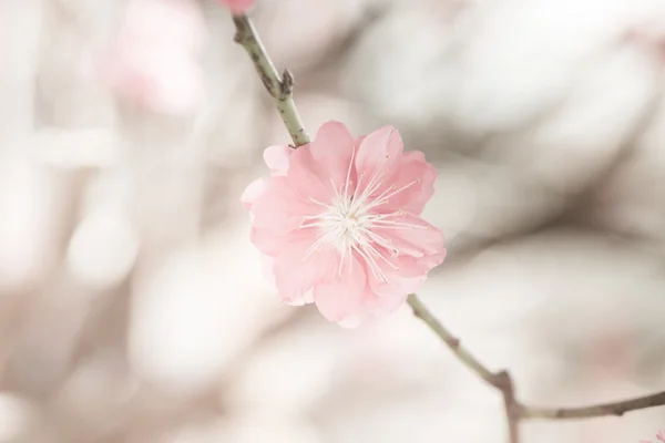 Sakura rosa blomma vintage färg tonad abstrakt natur bak — Stockfoto