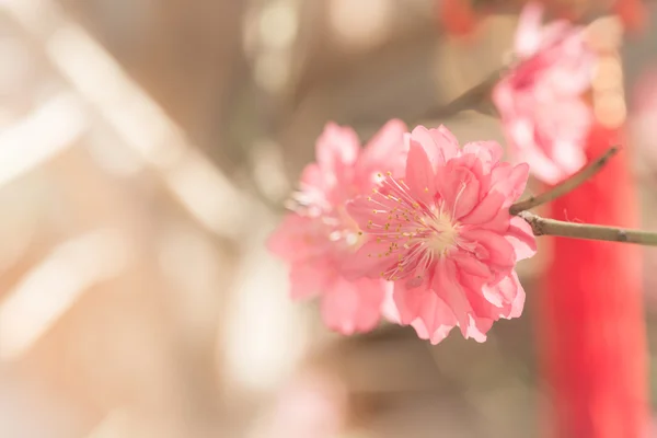 Sakura pink flower vintage color toned abstract nature backgroun — Stock Photo, Image