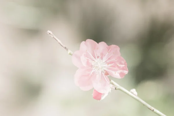 Sakura pink flower vintage color toned abstract nature backgroun — Stock Photo, Image