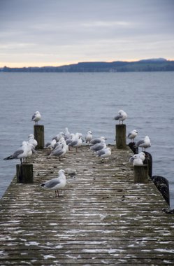 Rotorua Gölü'ne bakan bir iskelede martı sürüsü