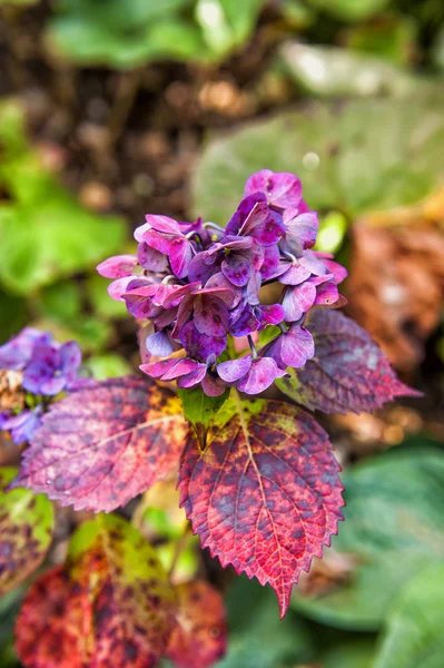 Flores coloridas de hortênsia — Fotografia de Stock