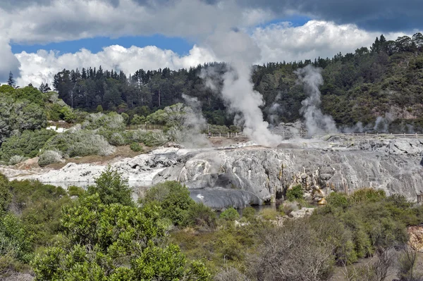 Whakarewarewa gejser på Te Pui thermal park i geotermisk valley i Rotorua, Nya Zeeland — Stockfoto
