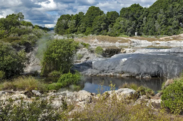 Whakarewarewa Geyser en el parque termal Te Pui en el valle geotérmico de Rotorua, Nueva Zelanda — Foto de Stock