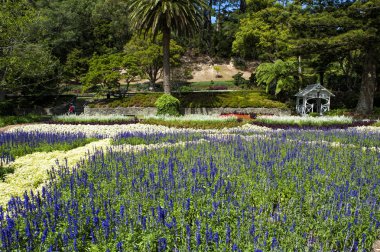 Lavanta çiçekleri, Wellington Botanik Bahçesi, en büyük kamu Parkı sermaye city, Yeni Zelanda