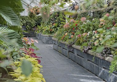 Wellington, Yeni Zelanda - 2 Mart 2016: Wellington, Yeni Zelanda Begonya evinde yetiştirilen Begonya bitkiler