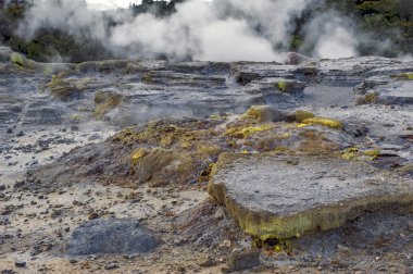 Whakarewarewa Geyser Jeotermal Vadisi Rotorua, Yeni Zelanda Te Pui termal Park