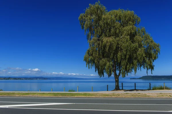 Sebuah pohon di samping Danau Taupo, Pulau Utara Selandia Baru — Stok Foto