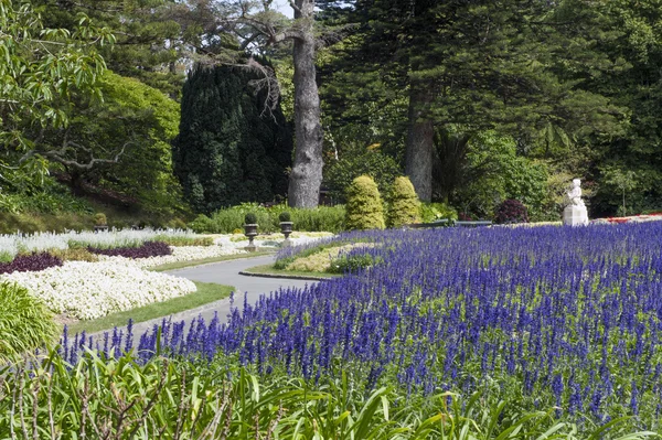 Flores de lavanda no Wellington Botanic Garden, o maior parque público da capital da Nova Zelândia — Fotografia de Stock
