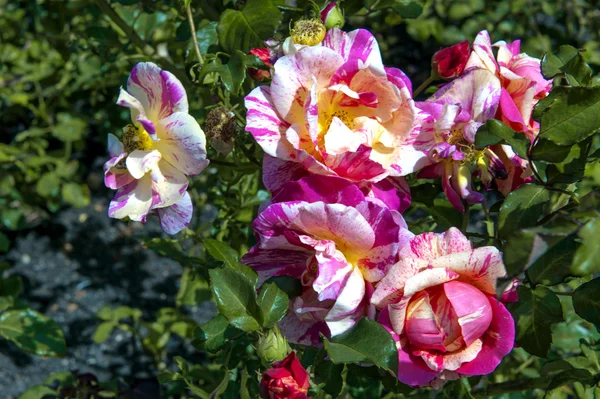 Vacker två-färgad blomma ros i utomhus trädgård — Stockfoto