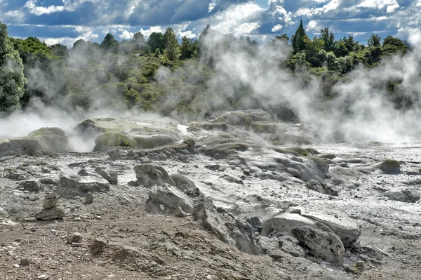 Whakarewarewa Geyser en el parque termal Te Pui en el valle geotérmico de Rotorua, Nueva Zelanda — Foto de Stock