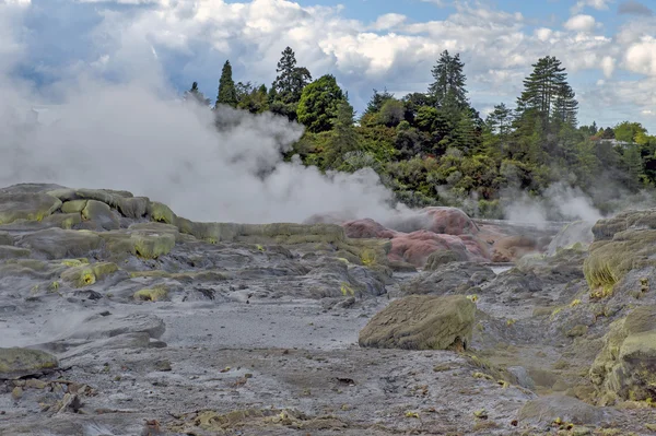 Whakarewarewa gejser på Te Pui thermal park i geotermisk valley i Rotorua, Nya Zeeland — Stockfoto