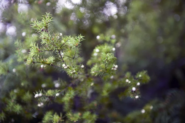 Gröna blad och dess vita frukter som bakgrund — Stockfoto