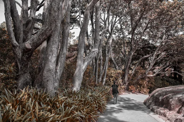 Visitante caminando en Wellington Botanic Garden, el parque público más grande de la ciudad, Nueva Zelanda — Foto de Stock