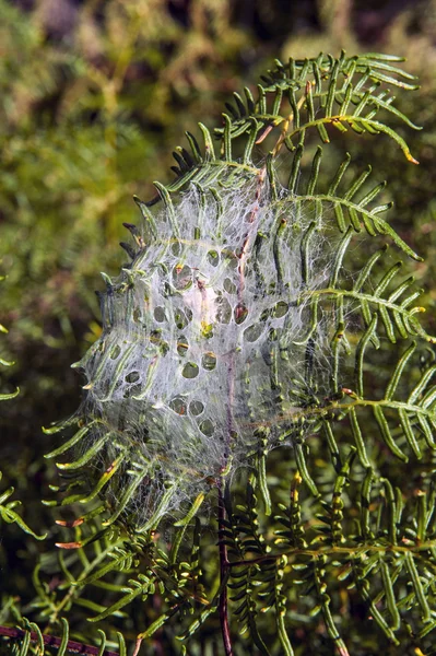 Spider net covers fern leaves in the forest of New Zealand — Stock Photo, Image