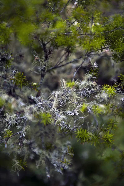 Lichen on a Branch — Stock Photo, Image