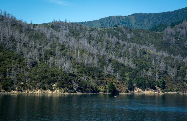 Marlborough sesler feribot Picton, Yeni Zelanda Wellington üzerinden görüldü