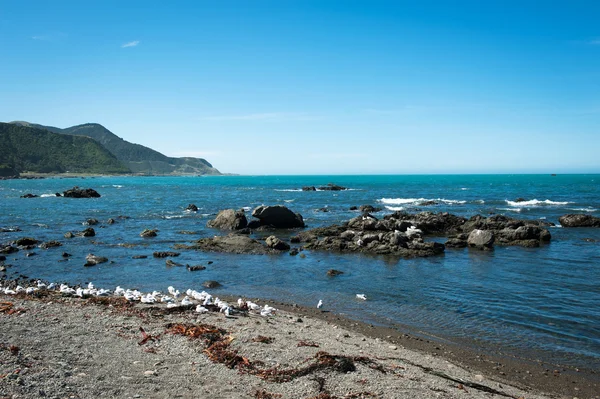 Členité pobřeží Kaikoura — Stock fotografie