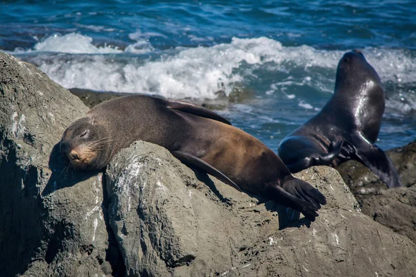 Líný pečeť spí na skále v Kaikoura, Nový Zéland — Stock fotografie