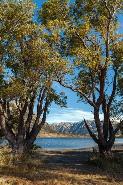 Λίμνη Pearson Moana Rua καταφύγιο άγριας ζωής βρίσκεται στο Craigieburn Δάσος Πάρκο στην περιοχή του Καντέρμπουρυ, νότιο νησί της Νέας Ζηλανδίας — Φωτογραφία Αρχείου