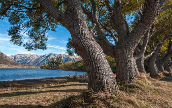 Büyük ağaçlar Gölü Pearson tarafından / Moana Rua Wildlife Refuge bulunan Craigieburn Forest Park bölgesinde Canterbury, Yeni Zelanda South Island