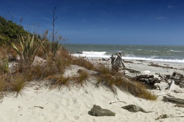 Ölü ağaç kıyıya getirdi Tauparikaka Marine Reserve, Haast, Yeni Zelanda