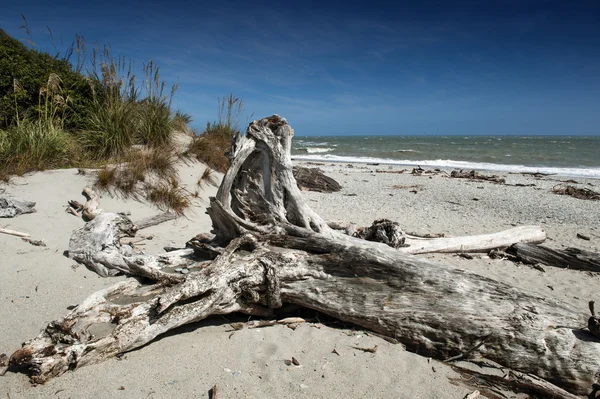 Dead tree brought ashore at Tauparikaka Marine Reserve, Haast, New Zealand — Stock Photo, Image