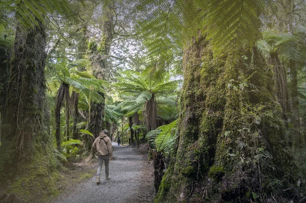 Hiking trek to Roaring Billy Falls among rainforest and fern trees, New Zealand — Stock Photo, Image