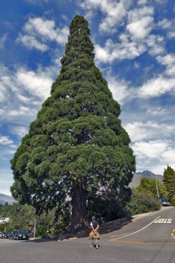 Queenstown, Yeni Zelanda - Mart 2016: büyük sedir ağacı ayakta şehir merkezinde Queenstown, Yeni Zelanda