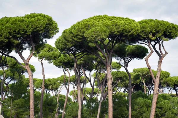 Pinos Piedra Nombre Botánico Pinus Pinea También Conocido Como Pino — Foto de Stock