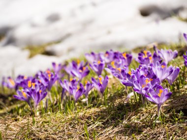 Kar üzerinden piercing çiğdemler