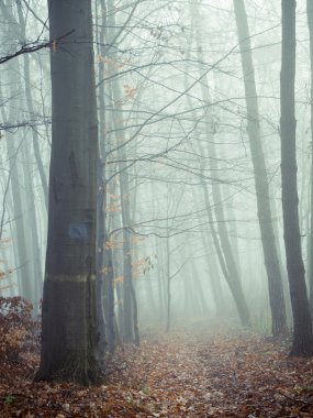 Toprak yol bir Misty ormanda