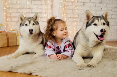 İki küçük Ukrayna Husky köpek