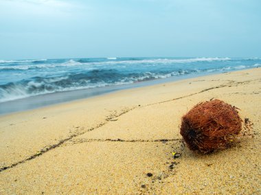 Kumsalda hindistan cevizi