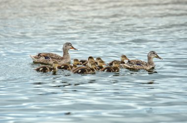 Ördek aile yürüyüş