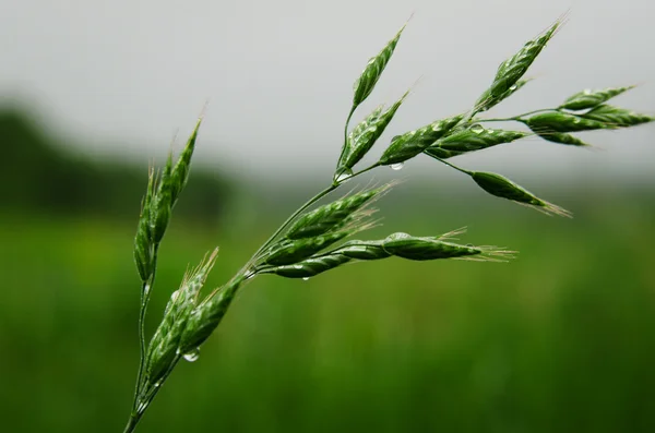 Gocce di rugiada sull'erba — Foto Stock