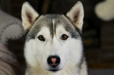 İnanılmaz kahverengi gözlü husky köpek
