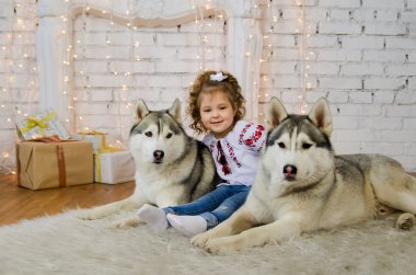 İki küçük Ukraynalı güzelliğiyle Husky köpek