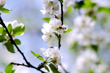 Elma ağacının beyaz bir çiçek arıya