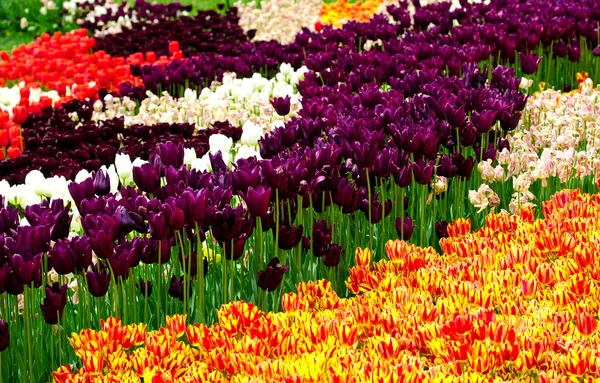 Field of red and yellow, purple, white and red tulips