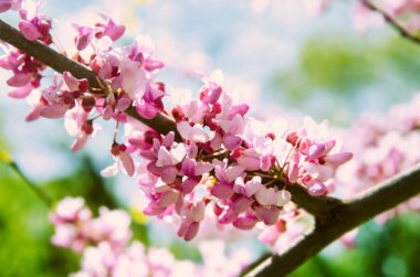 Ağaç dal çiçek açan pembe