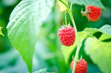 Ahududu yeşil yaprakları