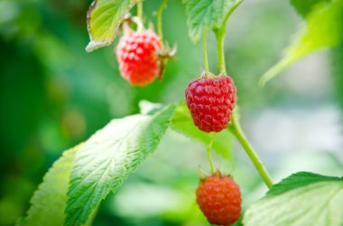 Üç meyveleri olgunlaşmış ahududu