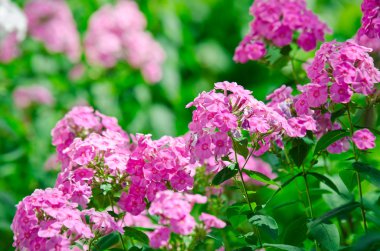 Güzel pembe phlox çiçekler
