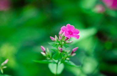 Pembe phlox çiçek ve tomurcukları