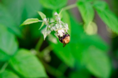 Bumblebee ahududu çiçek