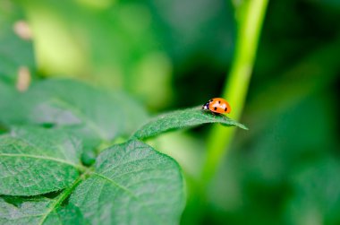 Yeşil yapraklı uğur böceği