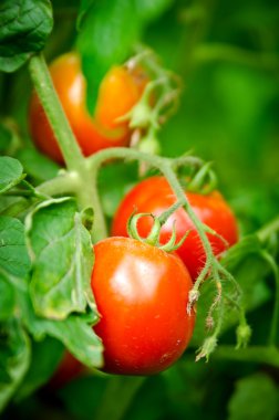 kırmızı domatesler dalda