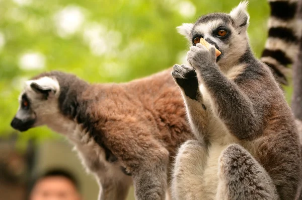도보에 여우 원숭이 가족 — 스톡 사진